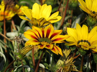 Flower in the garden