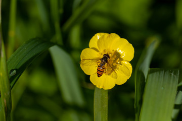 Schwebefliegen und Trauer Rosenk&auml;fer