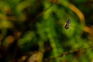 Schwebefliegen und Trauer Rosenkäfer