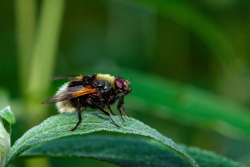 Schwebefliegen und Trauer Rosenkäfer