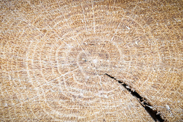 top view for sawed wood. for decor and design wooden texture background. wood industry
