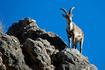 Macho de cabra hispánica pirenaica soleándose, en la sierra de Cazorla, Segura y Las Villas.