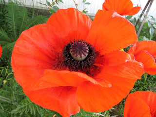Red poppy