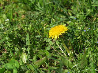 Fototapeta premium Dandelions in grass