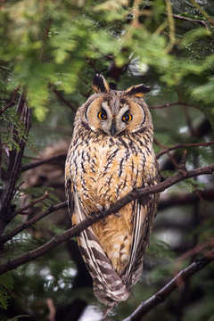 Beautiful owl in the tree looking on camera. Wild life photography