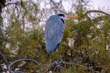Un Héron cendré assis sur la branche d'arbre.	