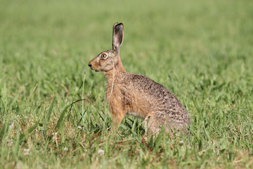 (easter) bunny sitting within green grass