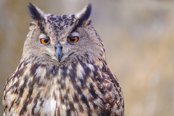 La tête du hibou gros plan.
