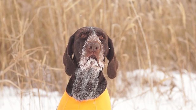 Close-up of the muzzle of a hunting dog in the winter hunting.