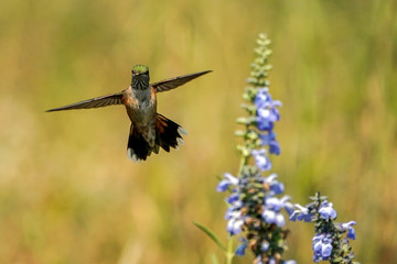On Guard Hummingbird