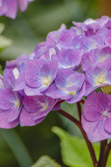 Fototapeta premium Hortensienblüte lila