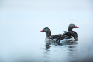 Pair of geese