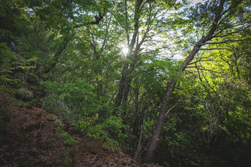 warm sunny forrest