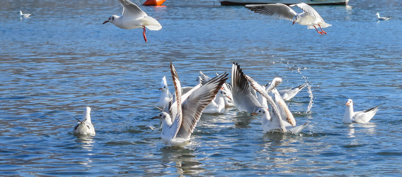 Seagulls Flying at Beach.Flying seagull eating a sandwich,Seagulls diving for food. A typical seaside summer image.