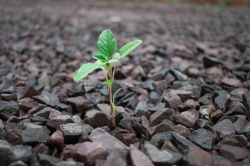 Yuyo en Piedras