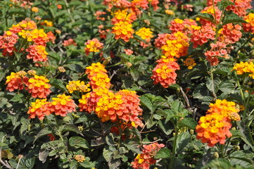 The beautiful Lantana camara flower in garden