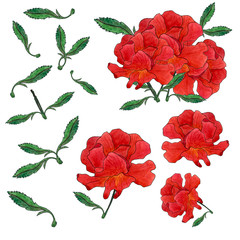 Set of red rose flower isolated on white background. Rose set with flower, bud, rose bush, leave. Watercolor hand drawn illustration. Floral arrangement, red roses with leaves isolated on white.