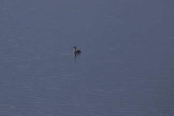 Naklejka premium Lake swan water mountain