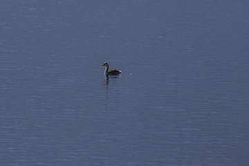Naklejka premium Lake swan water mountain