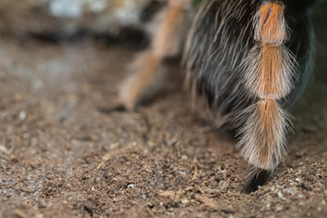 tarantul paws closeup