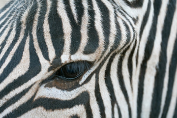 Obraz na płótnie Canvas Zebra Closeup