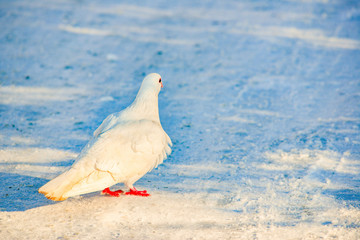 White dove with red paws on the snow