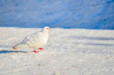 White dove with red paws on the snow