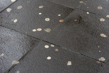 Kaugummireste auf nassem Straßenpflaster. Kaugummis auf Straße. - 242198302