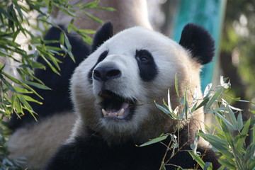 Fototapeta na wymiar Giant Panda in Hangzhou Zoo, Cheng Jiu, China