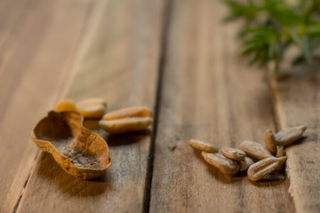 Some green branches and some seeds on a wooden rustic board.