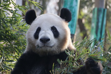 Obraz premium Giant Panda in Hangzhou Zoo, Cheng Jiu, China
