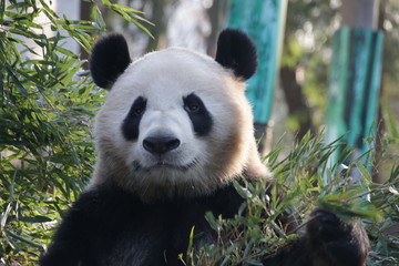 Giant Panda in Hangzhou Zoo,  Cheng Jiu, China