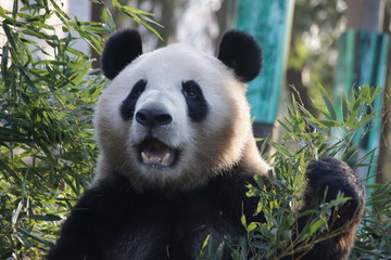 Obraz premium Giant Panda in Hangzhou Zoo, Cheng Jiu, China