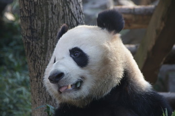 Giant Panda in Hangzhou, China