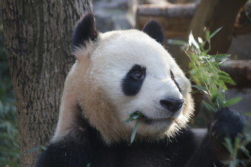 Obraz premium Giant Panda in Hangzhou, China