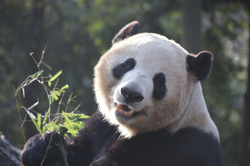 Fototapeta premium Giant Panda in Hangzhou, China