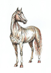 Brown horse ink and watercolor drawing. Horse illustration.