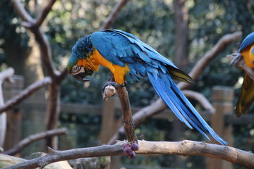 Yellow and Blue Macaw is Eating Nuts and Grapes