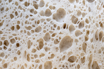 alveolus gluten matrix