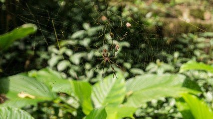San Luis Potosí-Xilitla