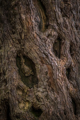 The tree trunk unique texture and shape