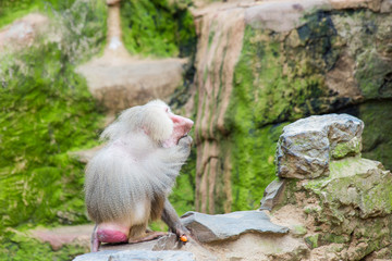Baboons