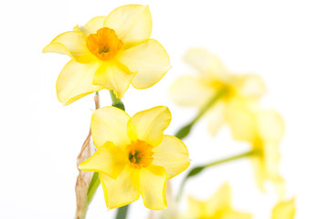 Obraz na płótnie Canvas Yellow Daffodils on White BG Early Spring Blooms