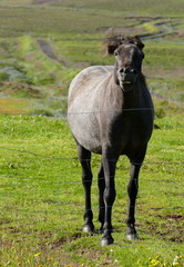 Naklejka na ściany i meble Beautiful and friendly horse in Iceland, near Husavík