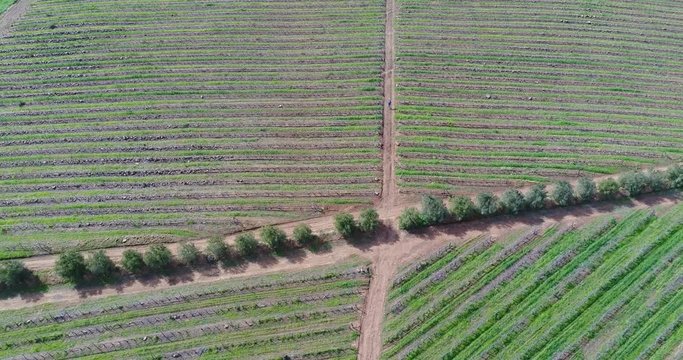 aerial view of walking in a vineyard with a gps