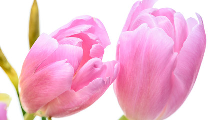 Obraz premium Pinke Tulpen Nahaufnahme isoliert vor weißem Hintergrund