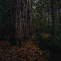 Fototapeta premium forest