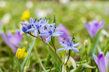 Spring flowers on the meadow