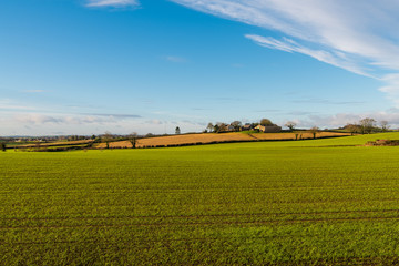 Agricultural landscape of farms, buildings, and fields with rows of freshly sprouted bright green winter barley in Ireland