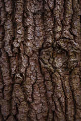 tree bark texture